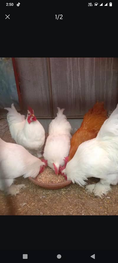 white buff male for sale