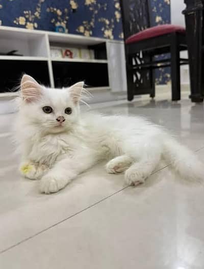 Persian single coated