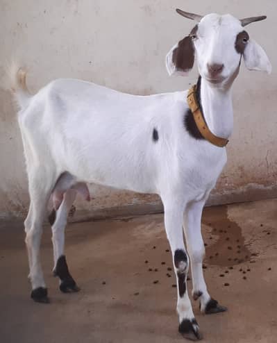 Female Milking Goat 4 daant and 8 Months Male Goat for Sell