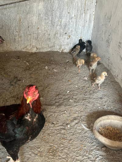 Asil Chicks| Chicks| Hens| for sale