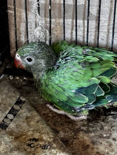 Green Ringneck chicks