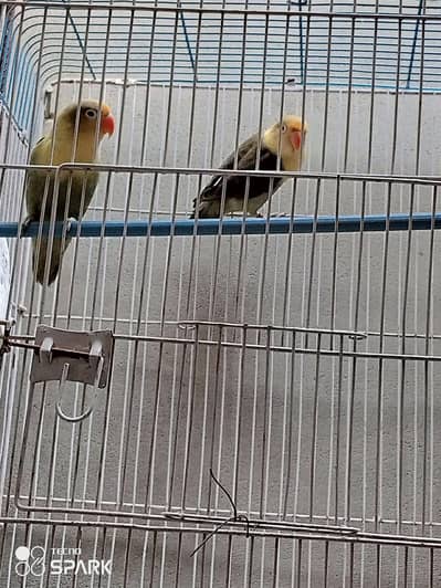 parrot 03132428854