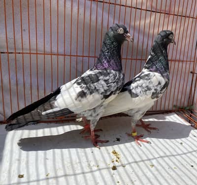 Teddy pigeons bredr pair