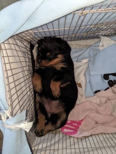 Rottweiler high class imported male