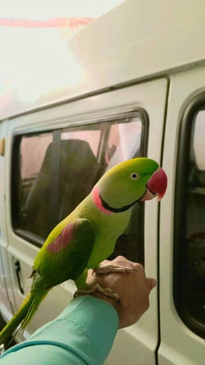 urgent for sale Raw parrot handtam + toking