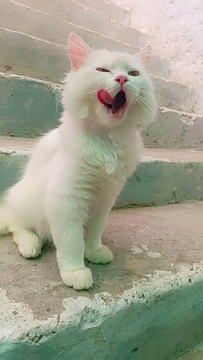cat for sale