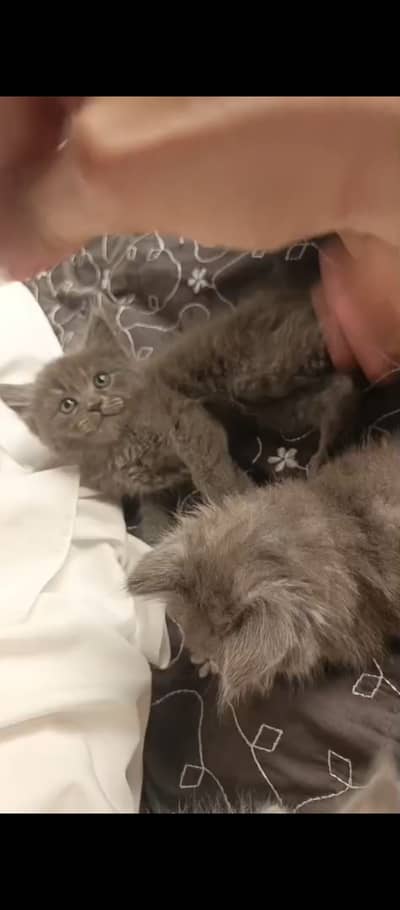 Male cat 40 days