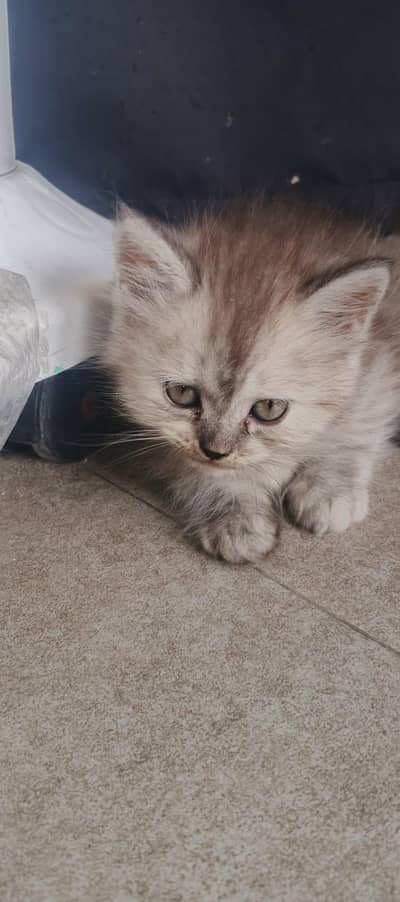 Persian kittens tripple coated available for sale
