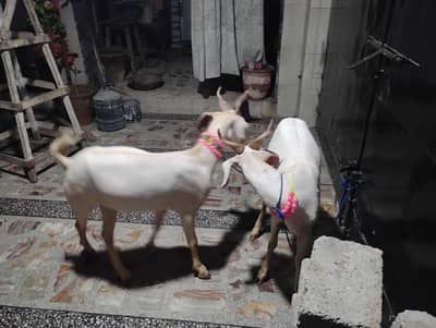 beautiful pair of white and golden goat (khassi)