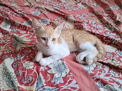 Free trained kittens