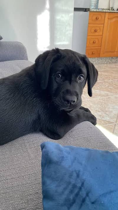 PairFor  Sale black clour 1 male  and 1 female