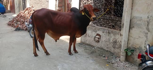 donda hai choga hu rha hai