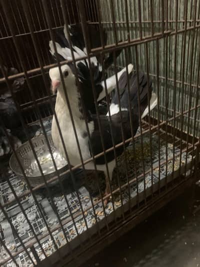 Sherazi female for sale