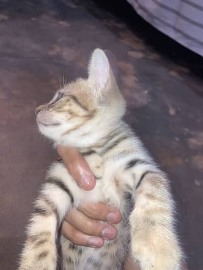 2 months baby kitten