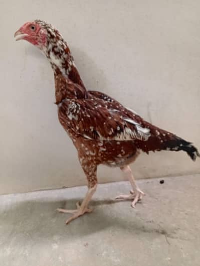 ASEEL HEN