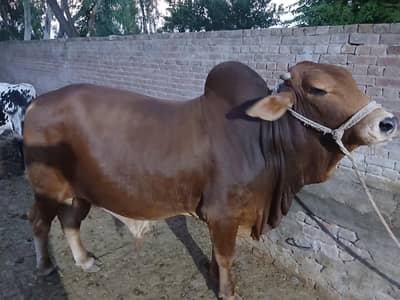 Qurbani Janwar for sale