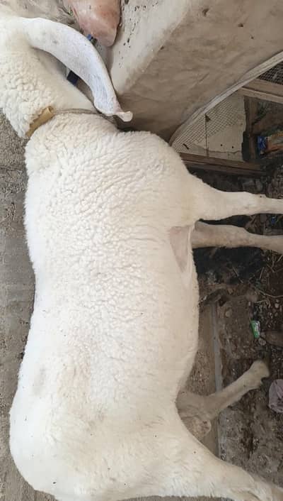 Larkana Dumba |Dumba | sheeps | dumby for Qurbani | Goats