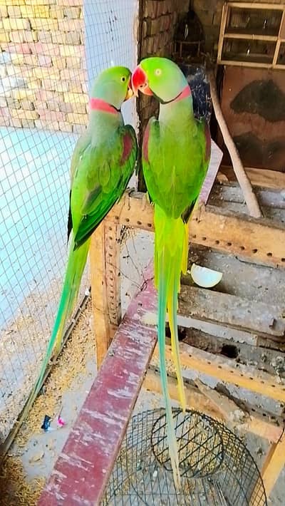 kashmiri raw pair for sale