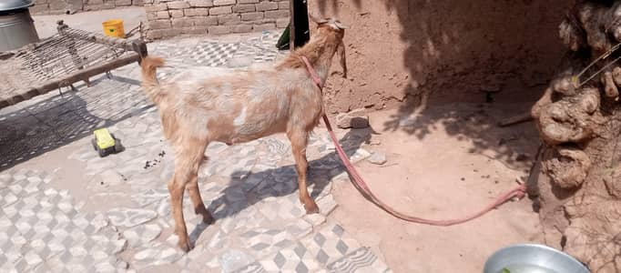 +92 306 5357230 whatsapp pr rebta kraa 20 kg ha gar ka bakra ha