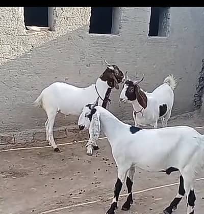 3 bakry for Qurbani