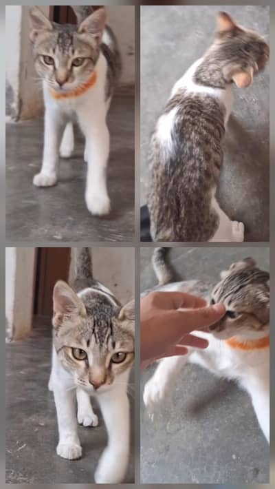 Intelligent Bicolor Tabby Male - Fully Trained & Well Groomed