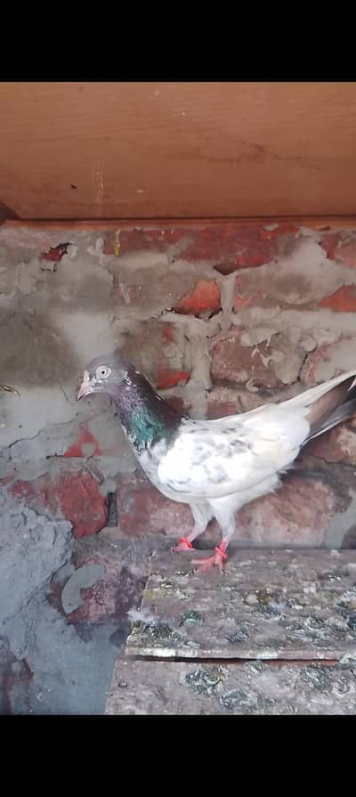taddy kaboteri for sale