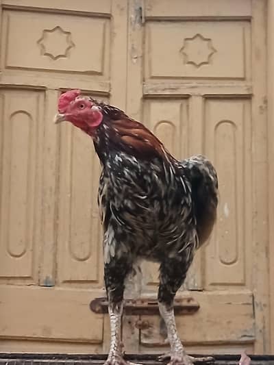 Seel & Desi Murghay Available 