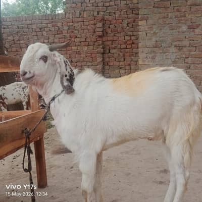 barka qurbani k lye 4 bakre