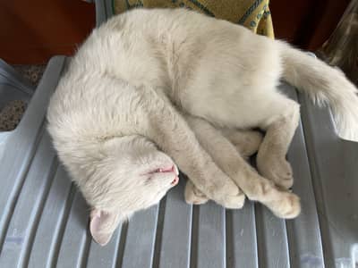 single coat cat