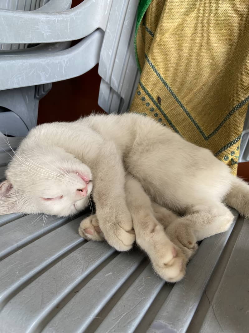 single coat cat 1