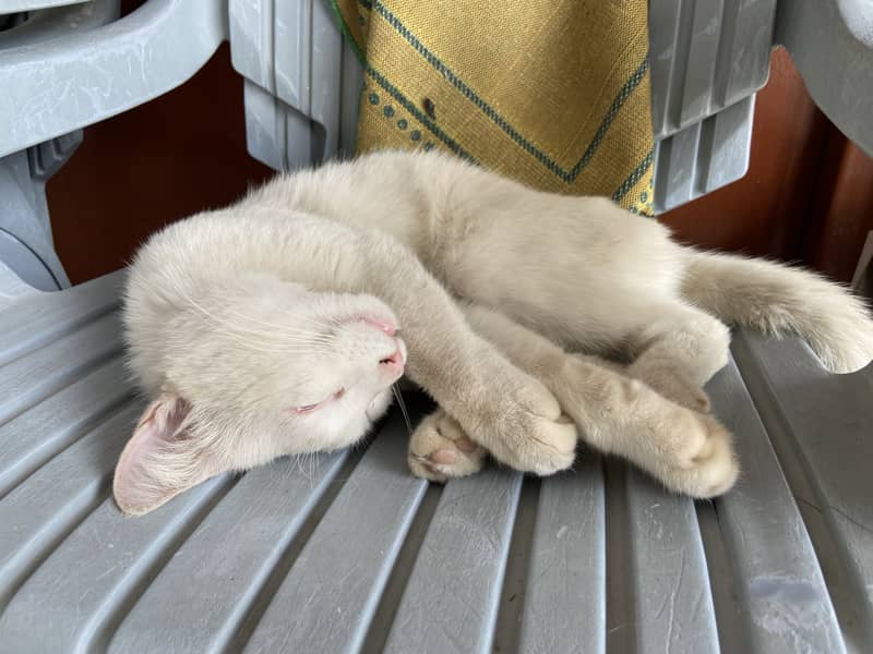 single coat cat 2