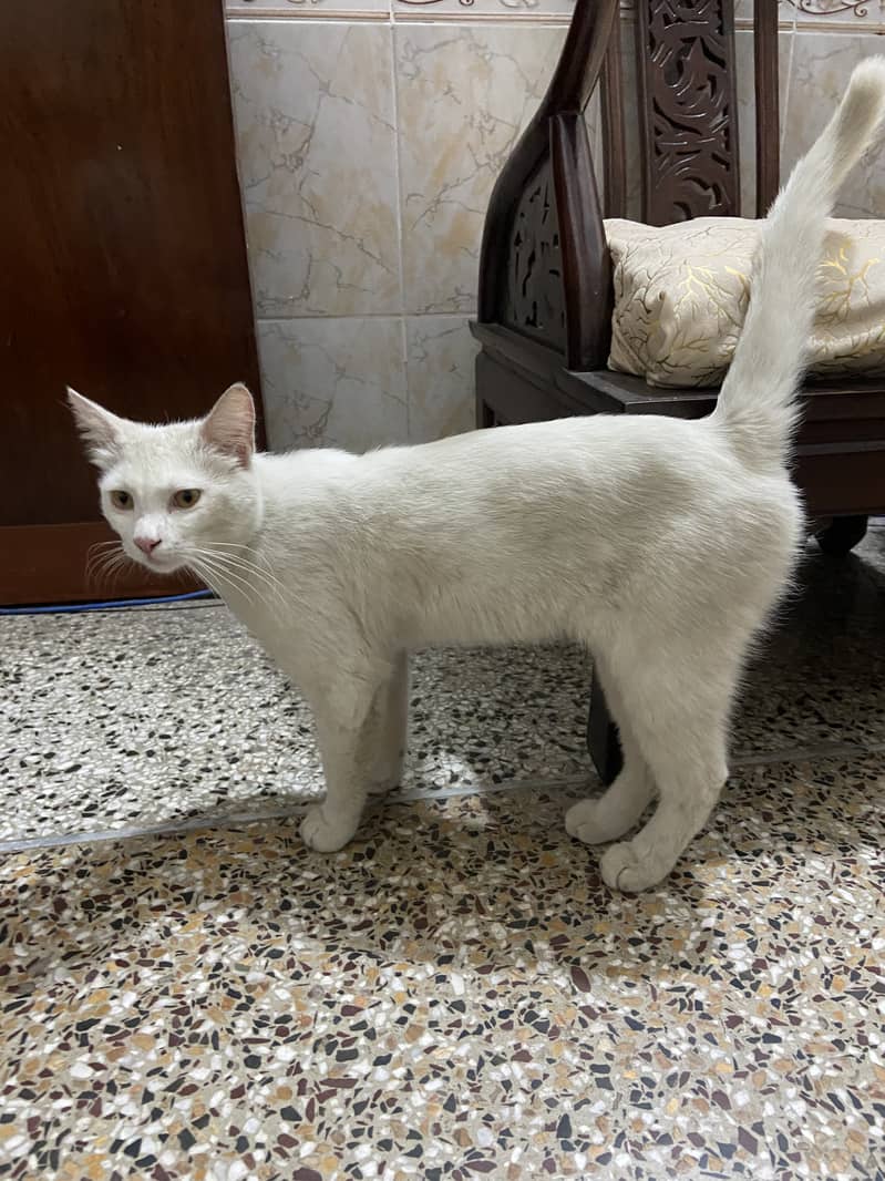 single coat cat 5