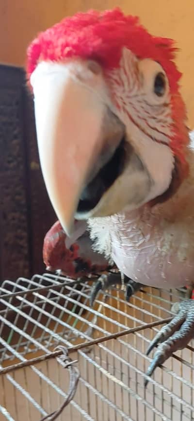 green wing nacaw(redmacaw