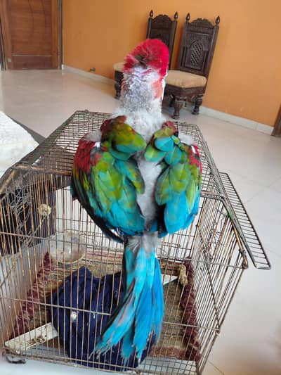 green wing macaw moluccan cockatoo