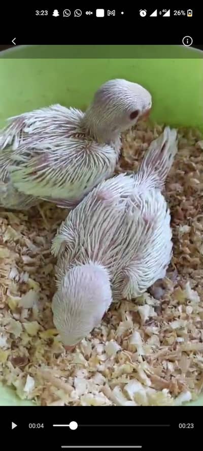 white Ringnick chick for hand tame