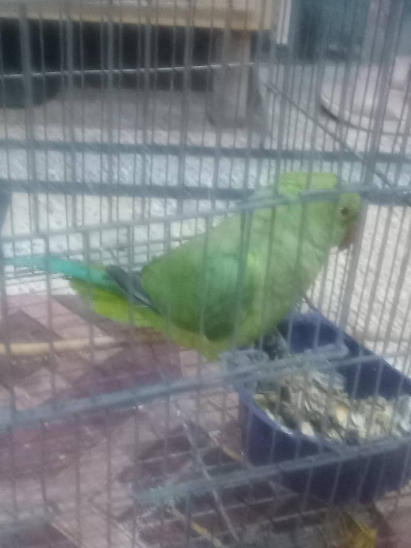 cute parrot 0