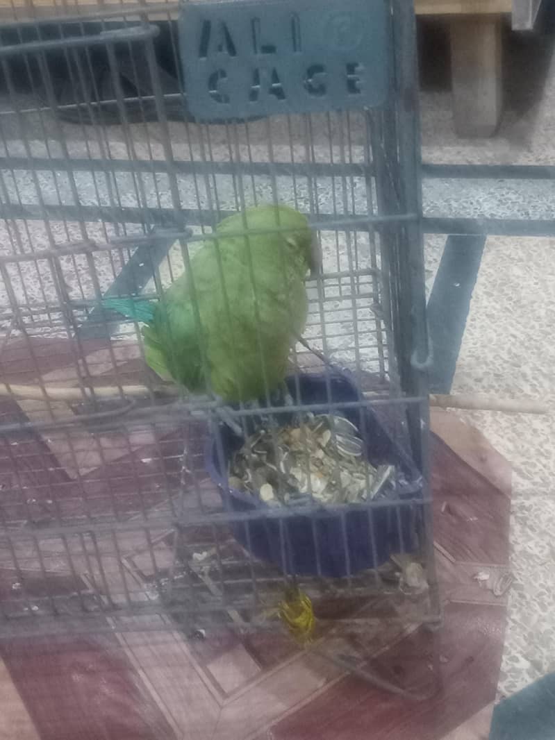 cute parrot 1