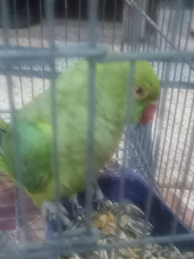 cute parrot 2