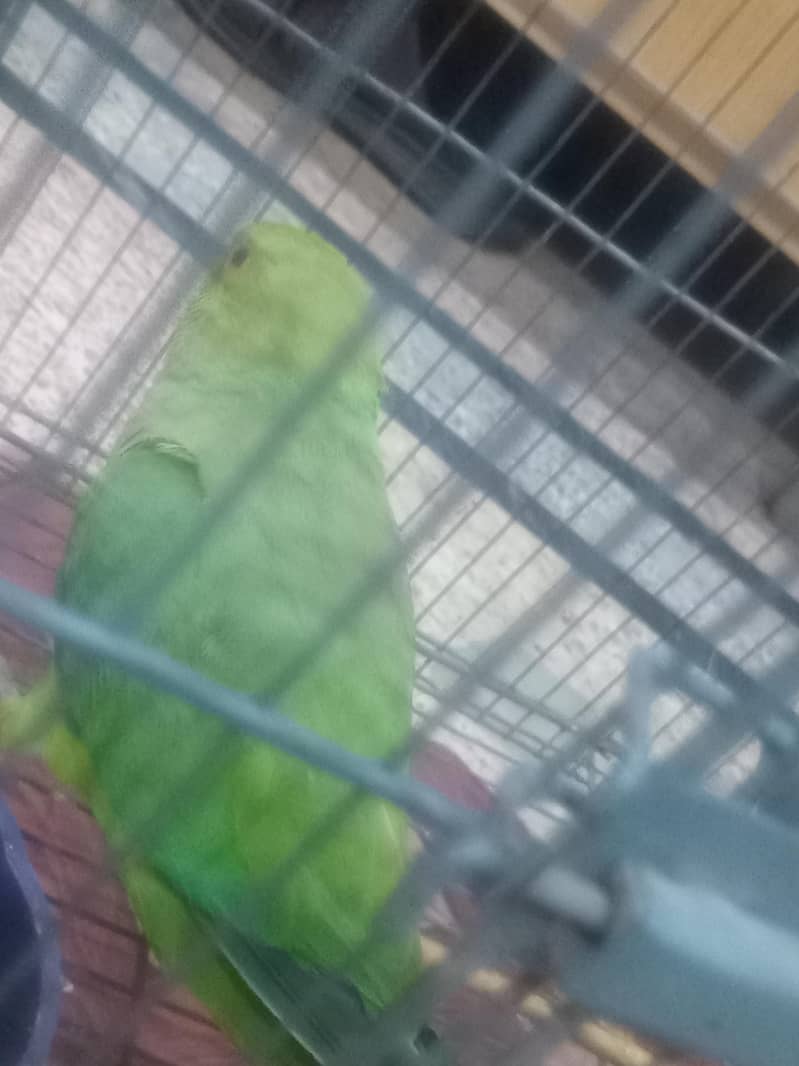 cute parrot 3