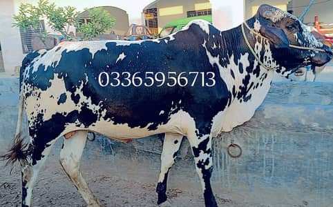Pure desi wehra for sale on Qurbani