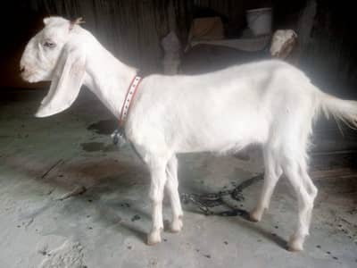 Desi Healthy Bakri For Sale – Desi Mix Cross Nasal