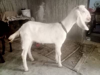 Desi Healthy Bakri For Sale – Desi Mix Cross Nasal