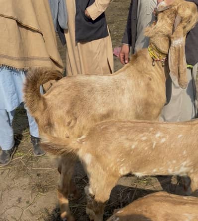 Qurbani Bakra for sale