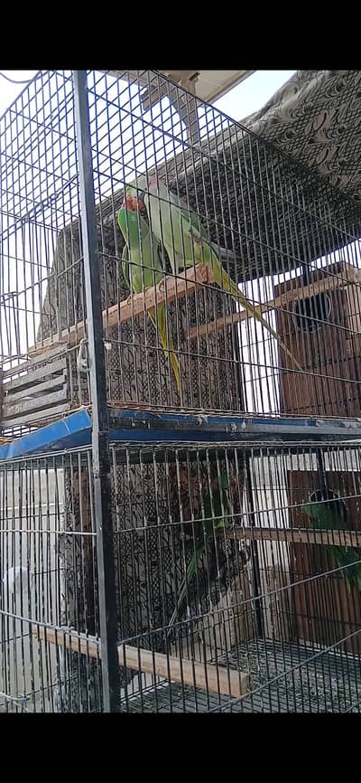 2 RAW BREEDER PAIRS WITH CAGE & BOX