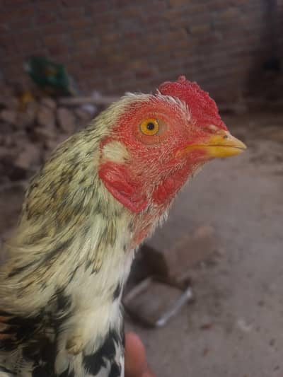 Mianwali aseel for sale
