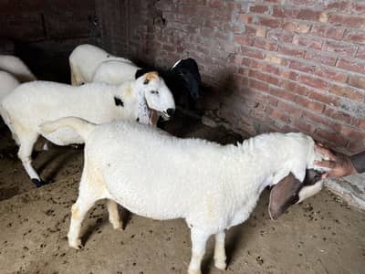 Sheep for sale urgent sale home feed 30kg gosht