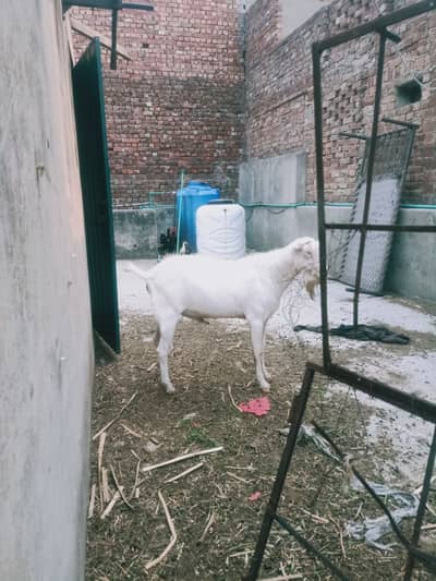 White tedda bakra