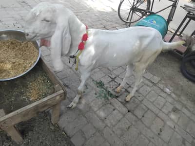بکرا فروخت
