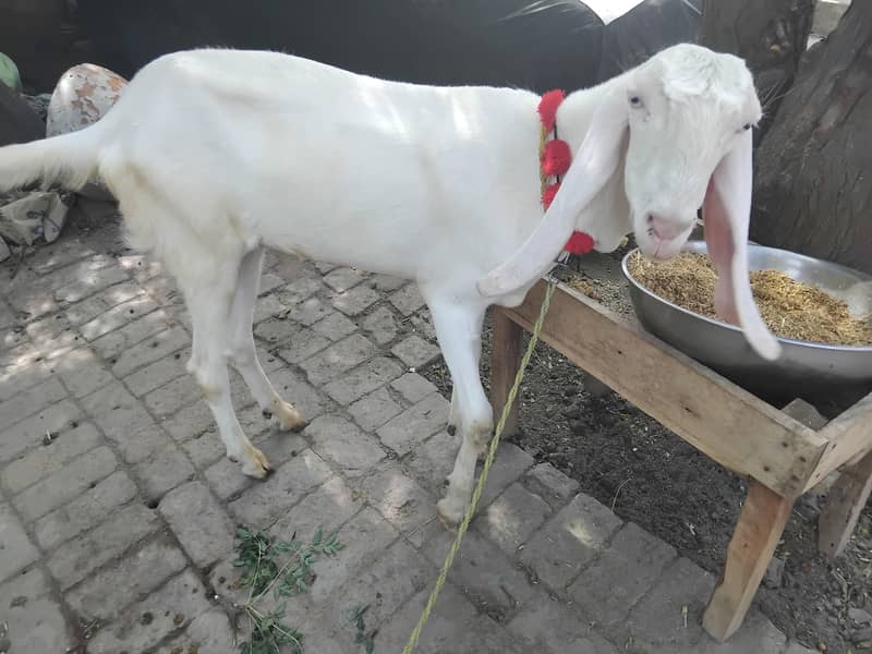 بکرا فروخت 2