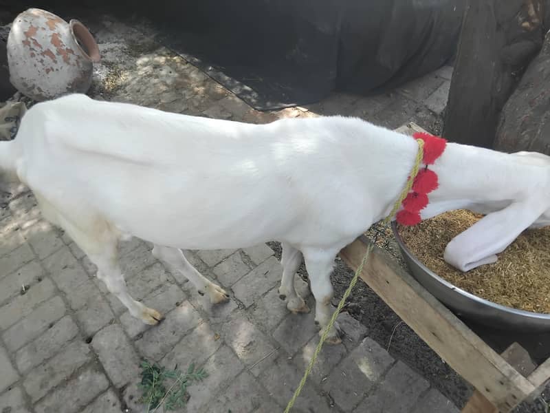 بکرا فروخت 4